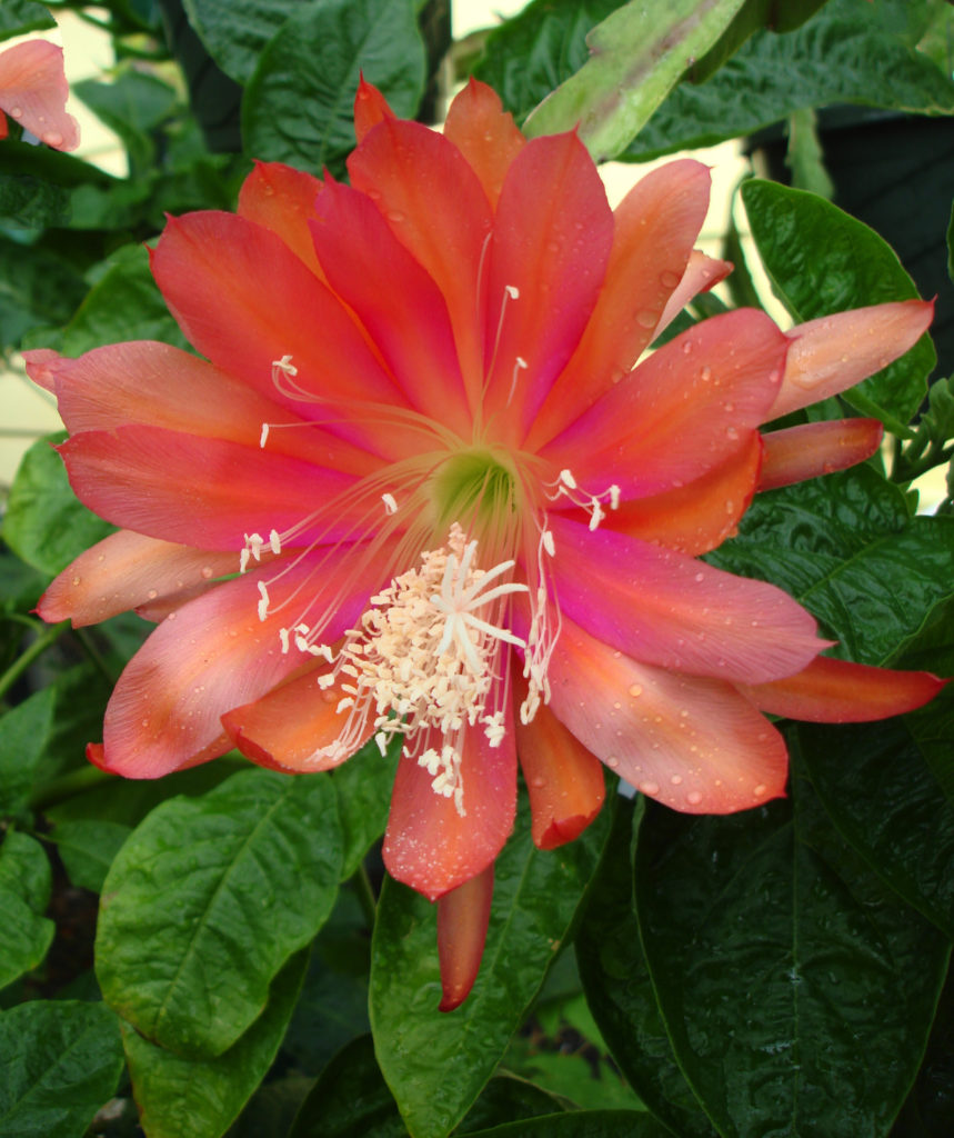 Epiphyllum Front Runner