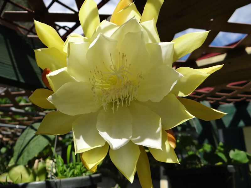 Epiphyllum Princess Kelly