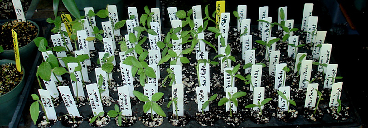 How To Sprout Brugmansia Seedlings