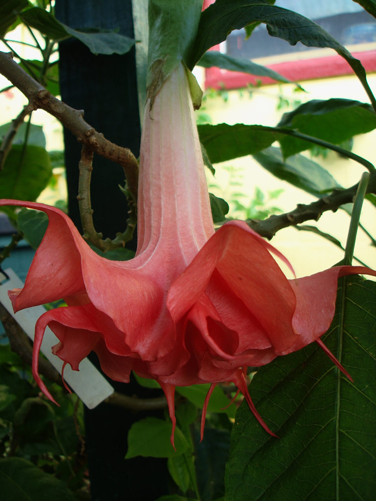 Brugmansia Angels Solar Flame