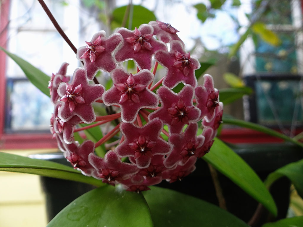 Hoya sp Ban Ngong Ngoy IML 1514