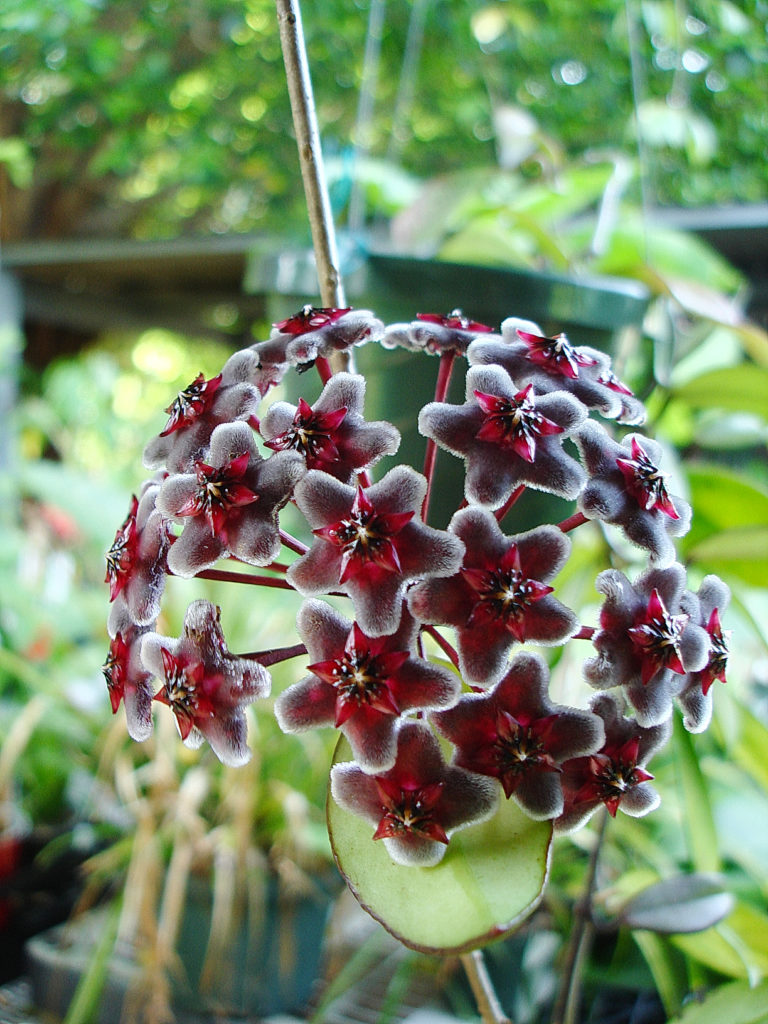 Hoya Pubicalyx Royal Hawaiian Purple