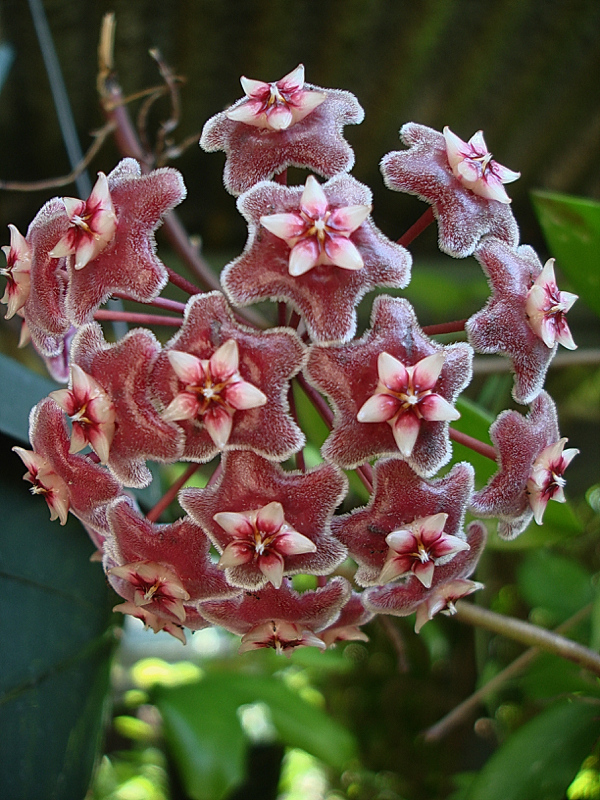 Hoya pubicalyx Pink Silver