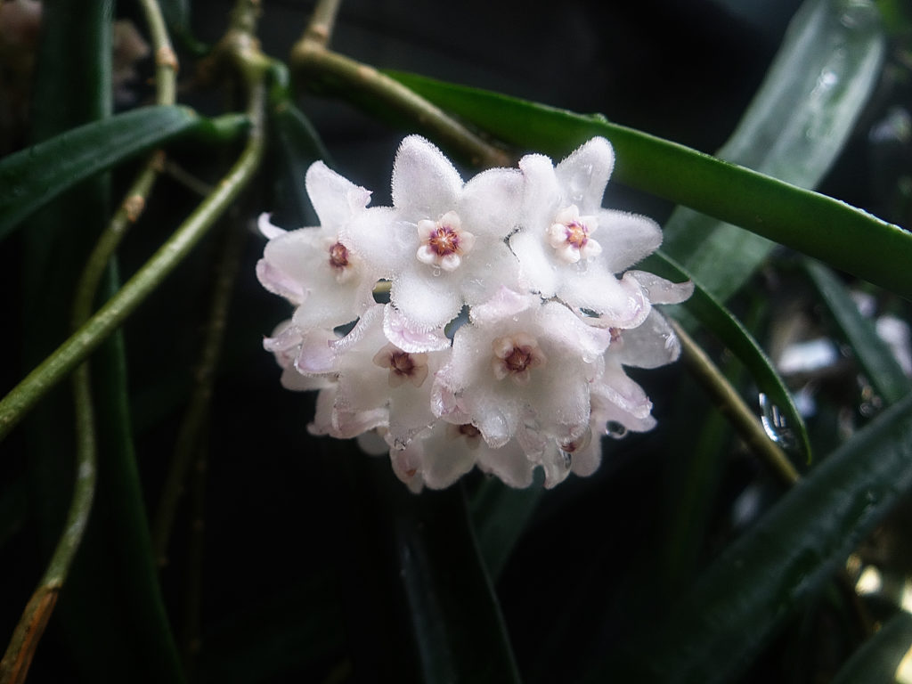 Hoya shepherdii