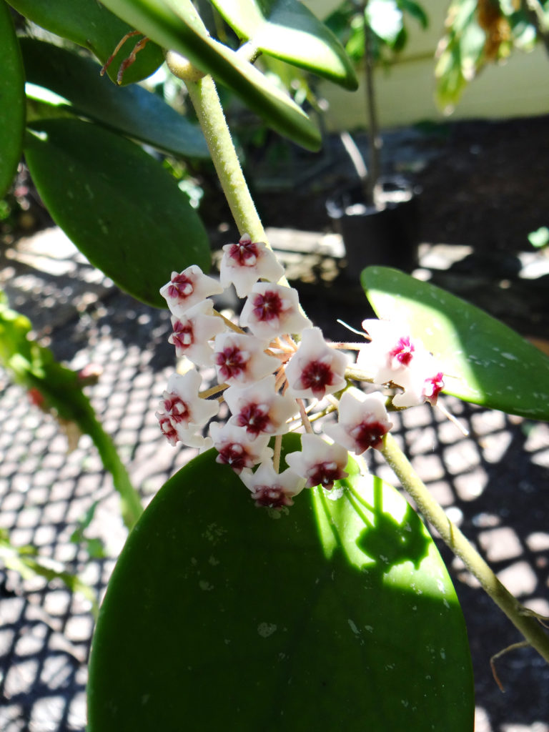 Hoya obovata