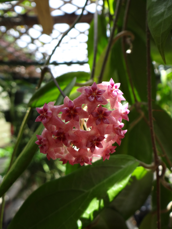 Hoya sp UT-39 Flores Island