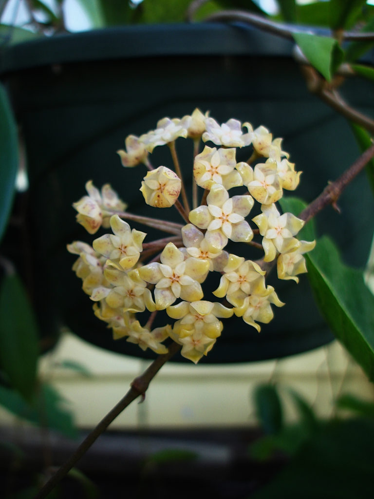 Hoya sp. Palawan GPS 9057