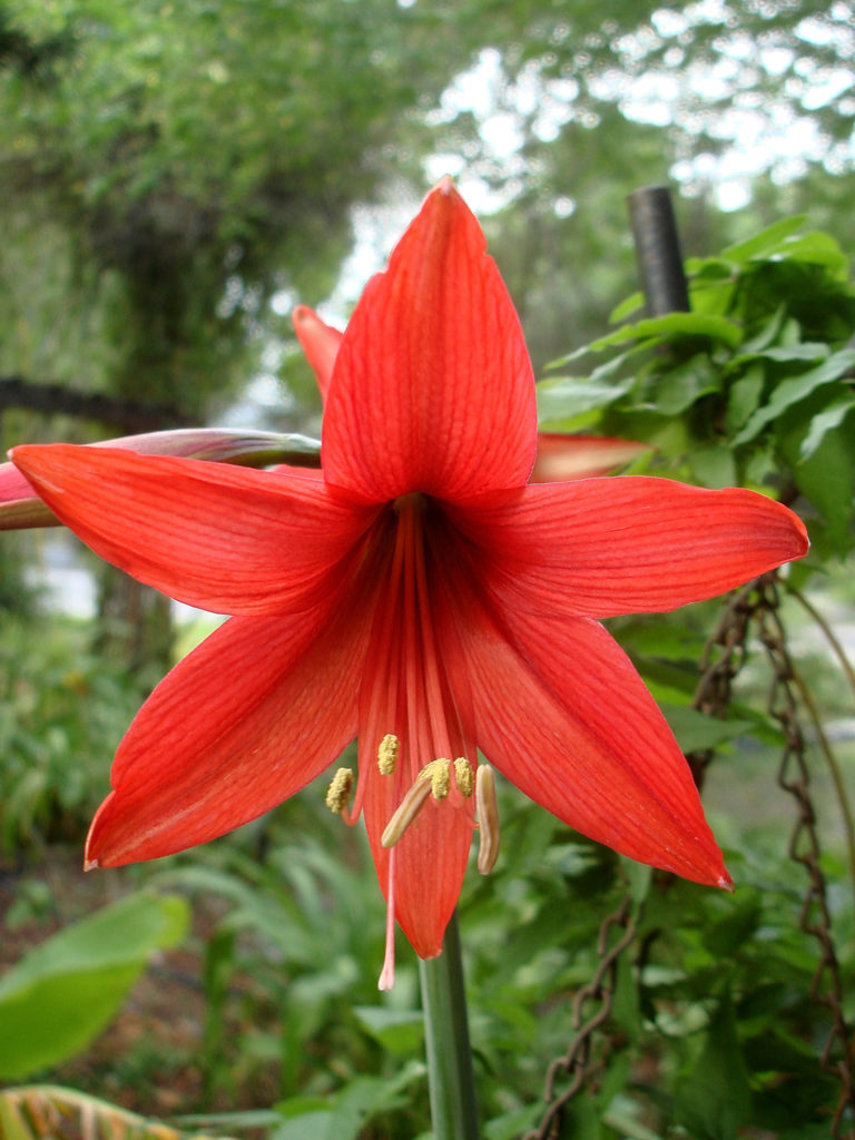 Amaryllis Arghya Red Rover