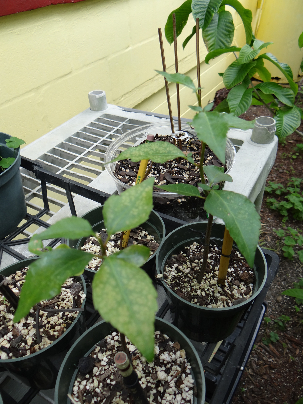 Commiphorra Myrrha seedlings