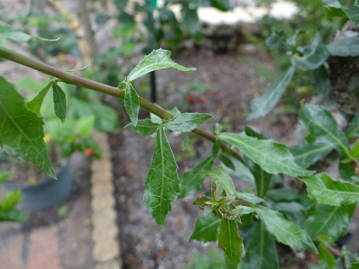 Commiphora lindensis