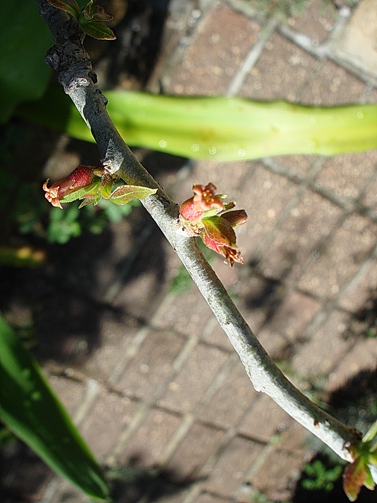 Commiphora lindensis flower