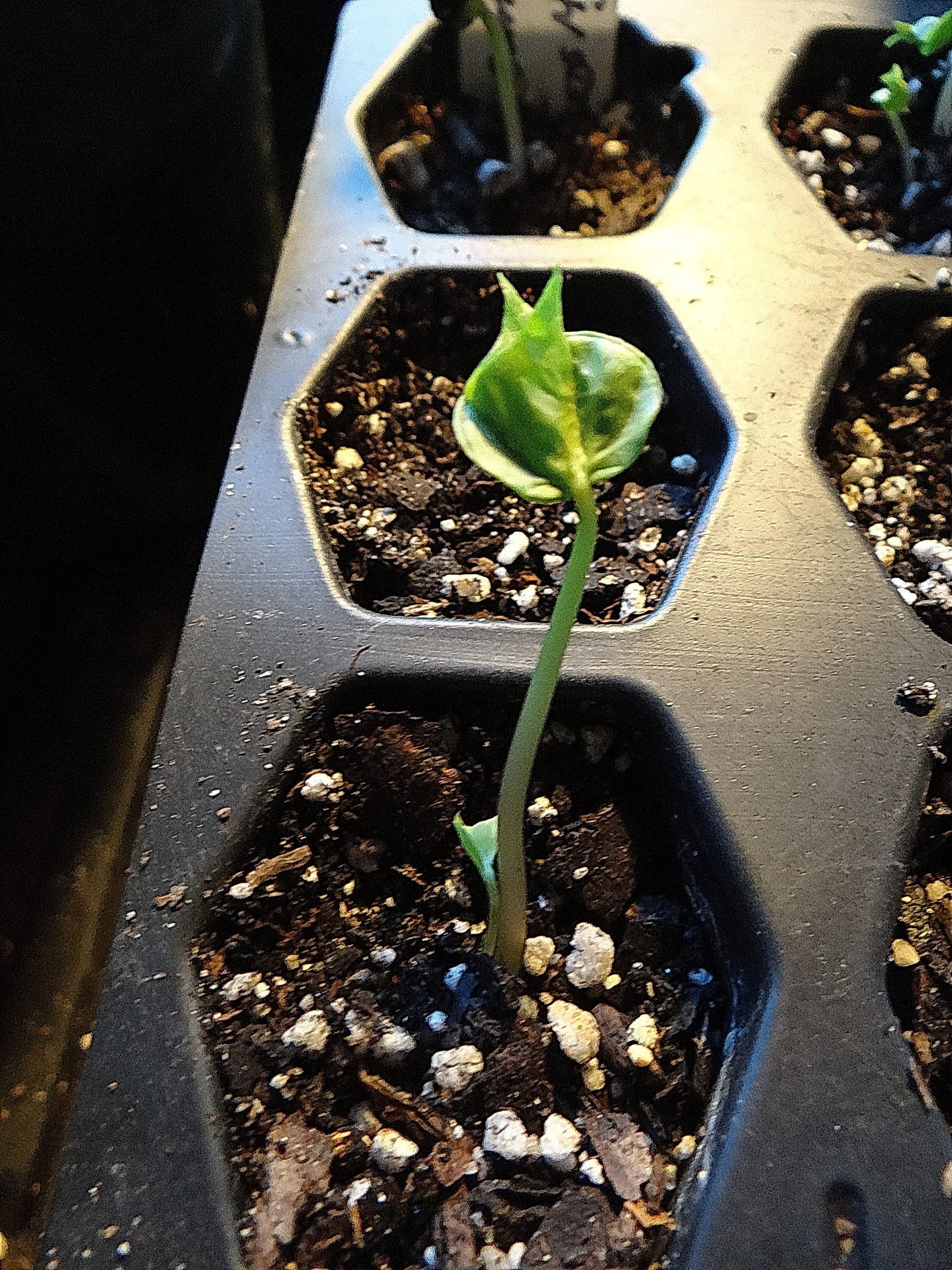 Commiphora myrrha sprout