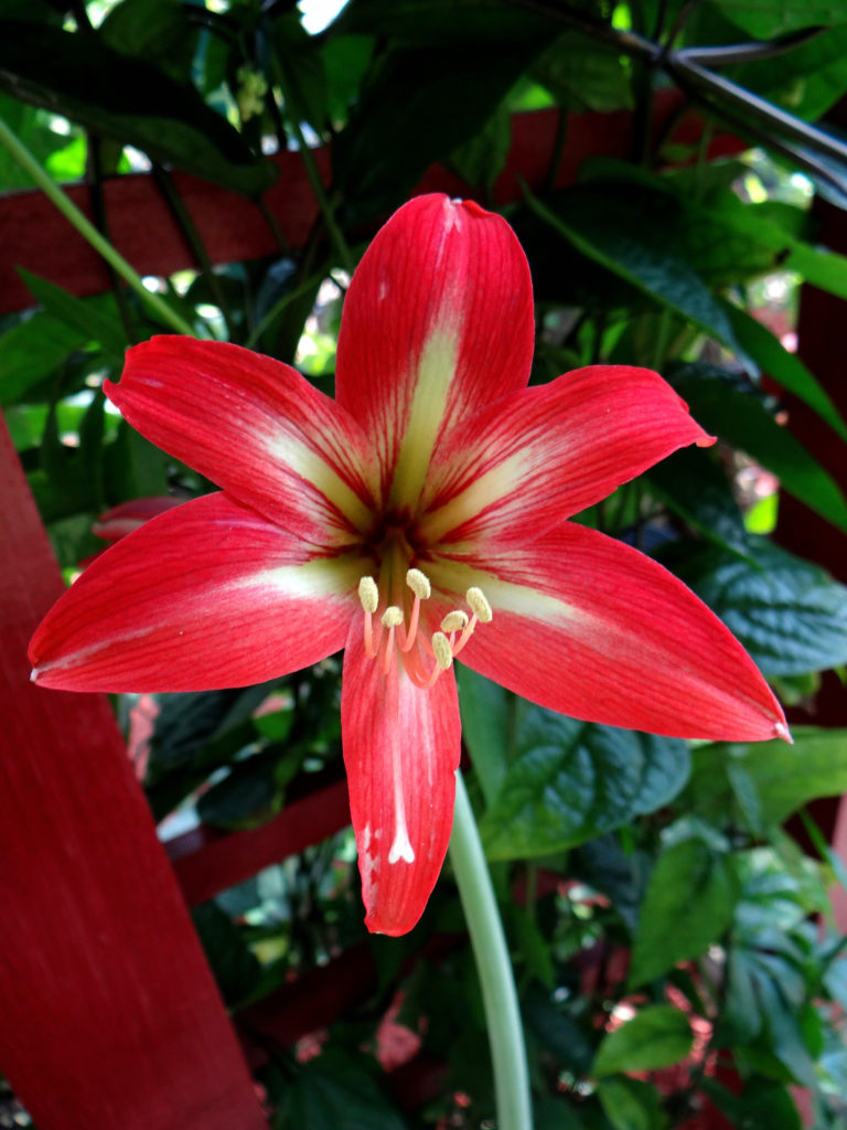 Amaryllis Arghya Little Savage