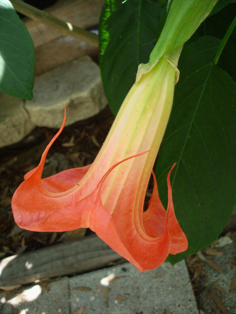 Brugmansia Tink