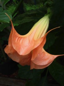 Brugmansia Aube Sanguine