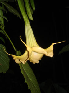 Brugmansia Charles Grimaldi