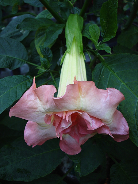 Brugmansia Cruzito