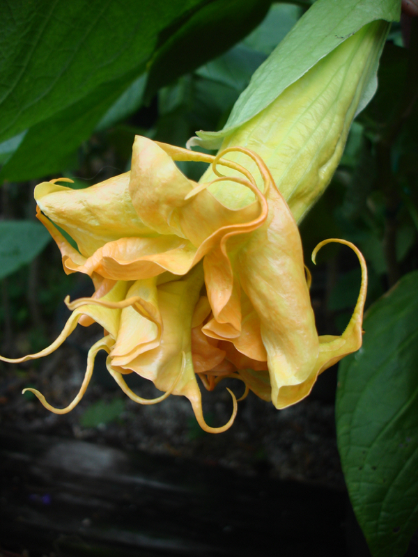 Brugmansia DS Chercheur d'Or