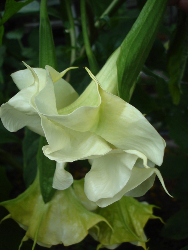 Brugmansia DS Tilleul Menthe