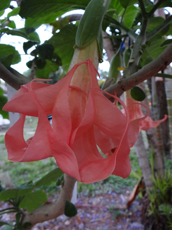 Brugmansia Leviathan