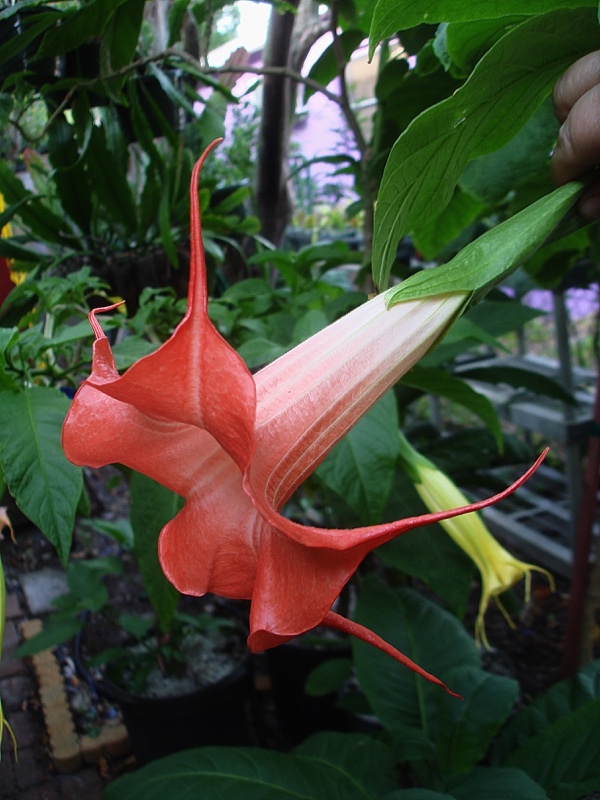 Brugmansia Ruby Chandelier