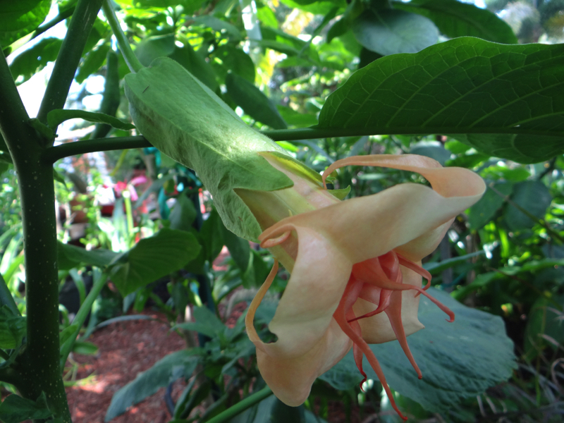 Brugmansia Puggle