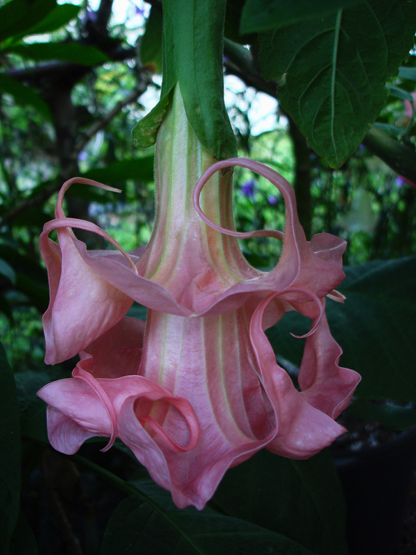 Brugmansia Leviathan