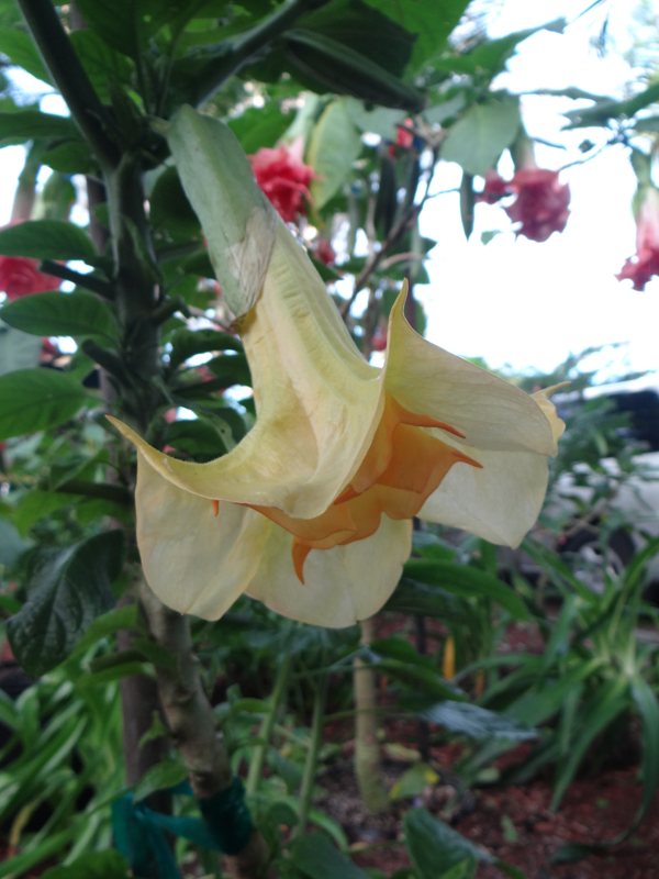 Brugmansia Triple A