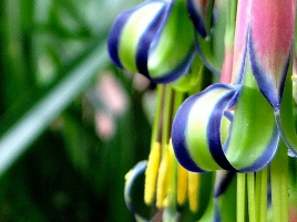 Assorted Tropical Plants