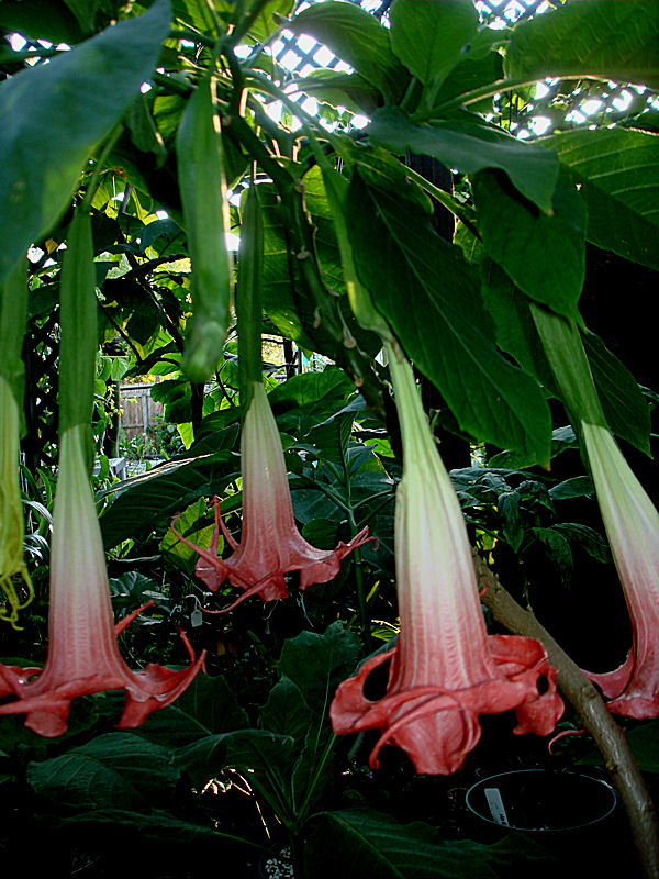 Brugmansia Red Rover