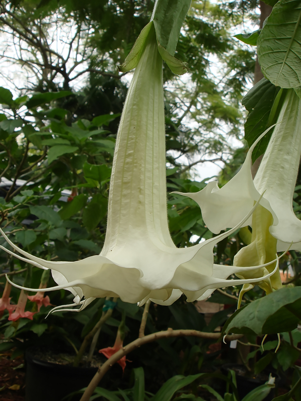 Brugmansia Tutu