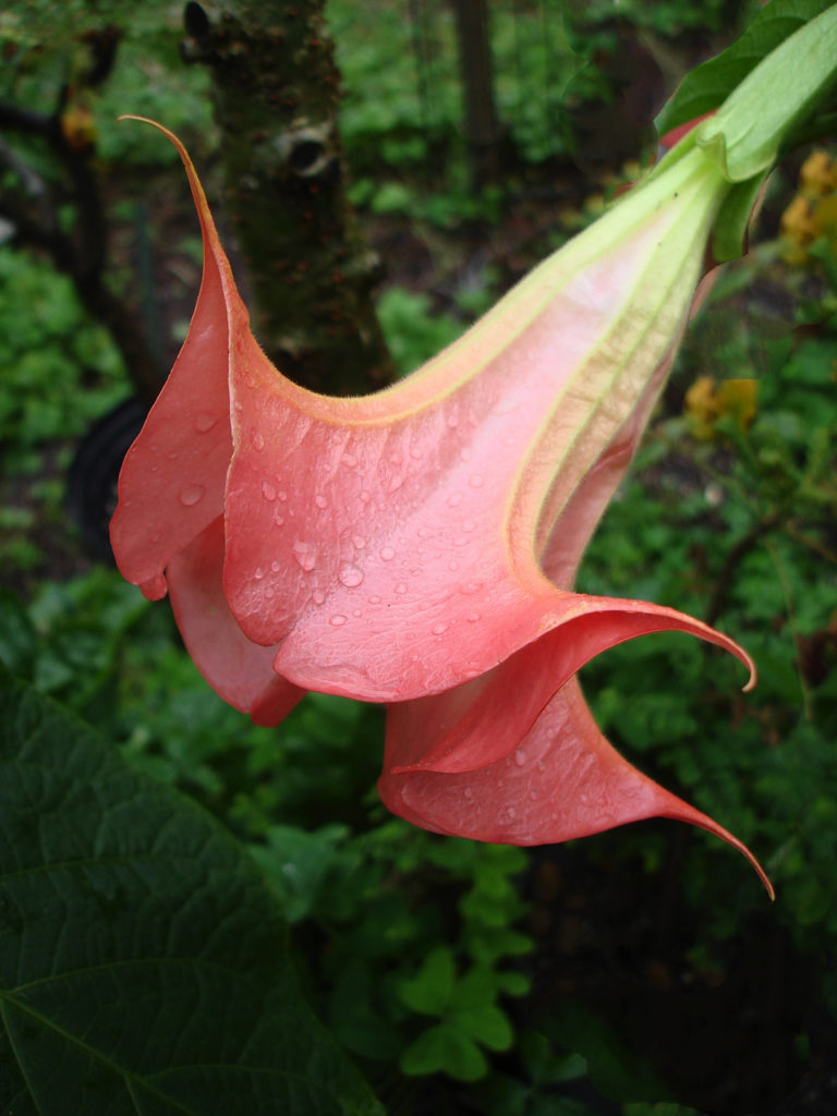 Brugmansia Zumba