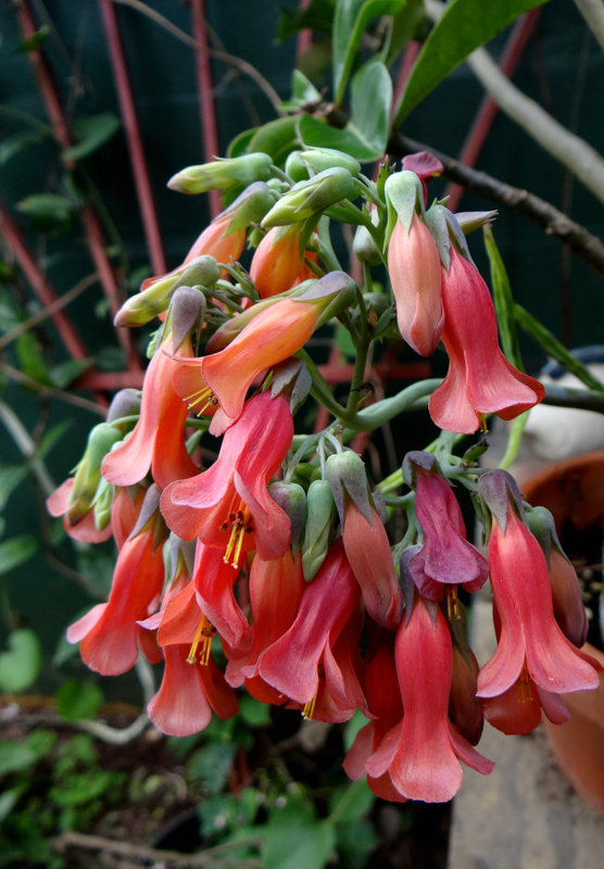 Kalanchoe daigremontiana